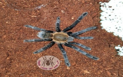  Haplopelma doriae / haplopelma orange fringe Juvie tarantula